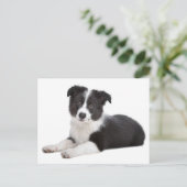 Border Collie Puppy Dog - Leere, Hallo, vielen Dan Postkarte (Stehend Vorderseite)