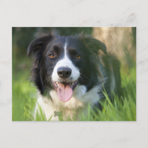 Border Collie Puppy Dog - Leere Postkarte