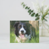 Border Collie Puppy Dog - Leere Postkarte (Stehend Vorderseite)