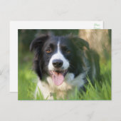 Border Collie Puppy Dog - Leere Postkarte (Vorne/Hinten)