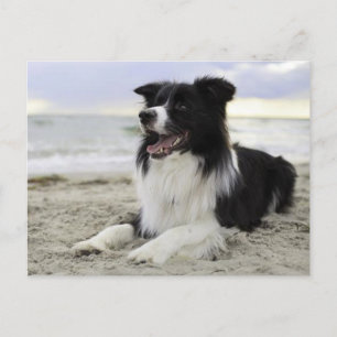 Border Collie Puppy Dog - Vermisst You, Hello Postkarte