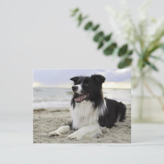 Border Collie Puppy Dog - Vermisst You, Hello Postkarte (Stehend Vorderseite)