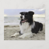 Border Collie Puppy Dog - Vermisst You, Hello Postkarte (Vorderseite)