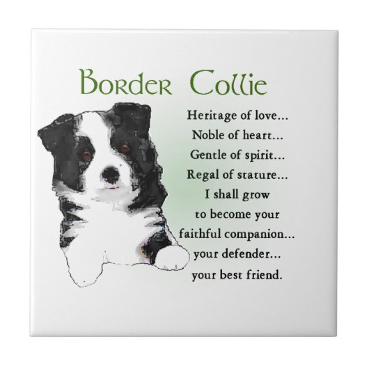 Border Collie Puppy Fliese (Vorderseite)