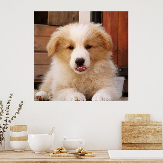 Border Collie Puppy~Golden Oz Red Poster (Küche)