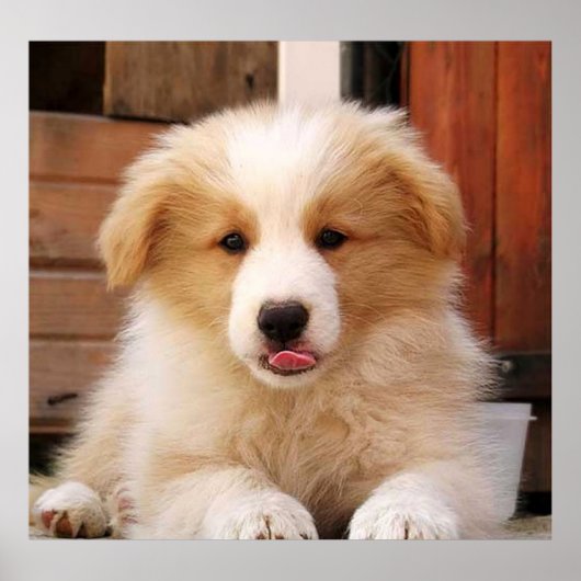 Border Collie Puppy~Golden Oz Red Poster (Vorne)