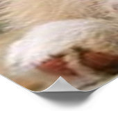 Border Collie Puppy~Golden Oz Red Poster (Ecke)