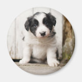 Border Collie Puppy Magnet (Vorne)