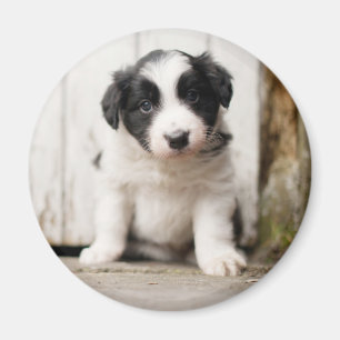 Border Collie Puppy Magnet