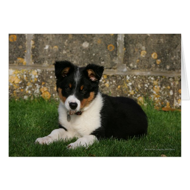Border Collie Puppy mit Leaf im Mund (Vorderseite (Horizontal))