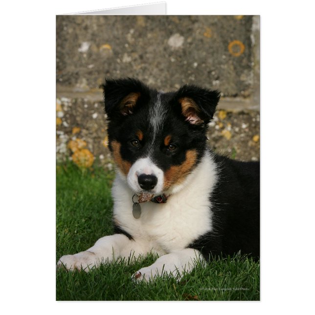 Border Collie Puppy mit Leaf im Mund (Vorne)