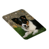Border Collie Puppy mit Leaf im Mund Magnet (Rechte Seite)
