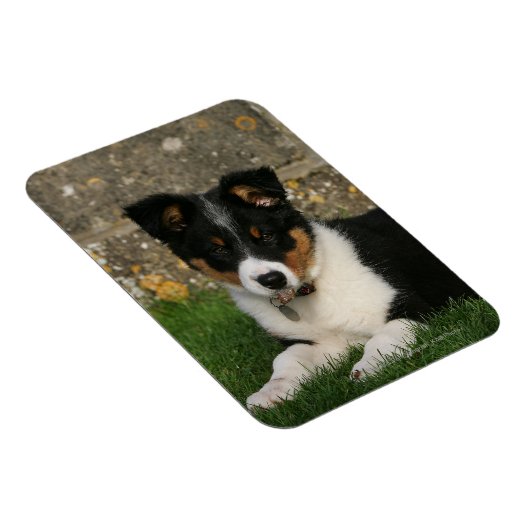 Border Collie Puppy mit Leaf im Mund Magnet (Rechte Seite)