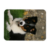 Border Collie Puppy mit Leaf im Mund Magnet (Horizontal)