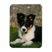 Border Collie Puppy mit Leaf im Mund Magnet (Vertikal)