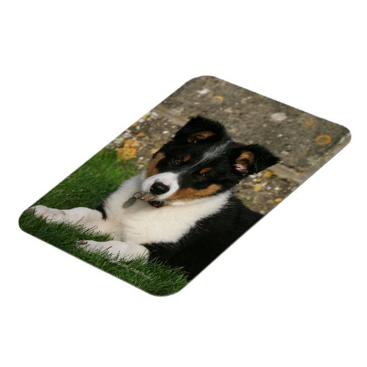Border Collie Puppy mit Leaf im Mund Magnet (Linke Seite)