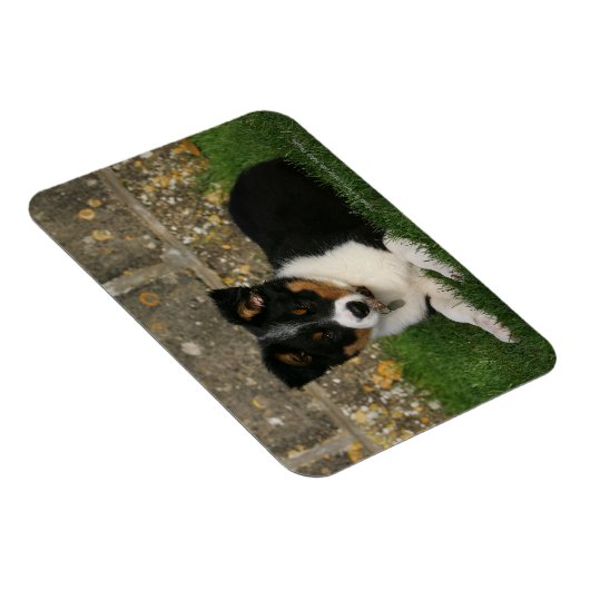 Border Collie Puppy mit Leaf im Mund Magnet (Rechte Seite)