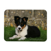 Border Collie Puppy mit Leaf im Mund Magnet (Horizontal)