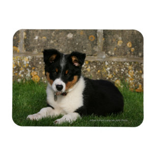 Border Collie Puppy mit Leaf im Mund Magnet