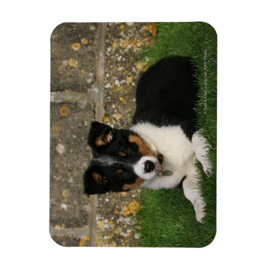Border Collie Puppy mit Leaf im Mund Magnet (Vertikal)