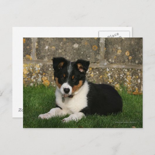 Border Collie Puppy mit Leaf im Mund Postkarte (Vorne/Hinten)