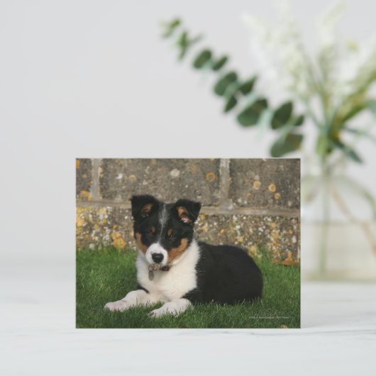 Border Collie Puppy mit Leaf im Mund Postkarte (Stehend Vorderseite)