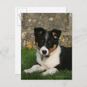 Border Collie Puppy mit Leaf im Mund Postkarte (Vorne/Hinten)