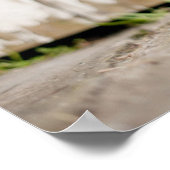 Border Collie Puppy Poster (Ecke)