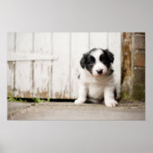 Border Collie Puppy Poster (Vorne)