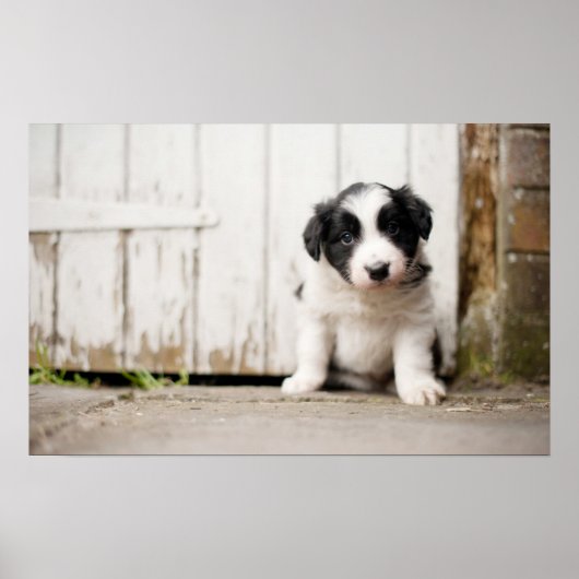 Border Collie Puppy Poster (Vorne)