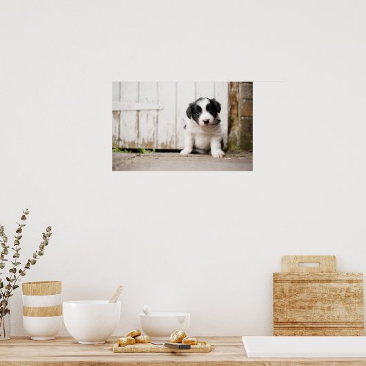 Border Collie Puppy Poster (Küche)