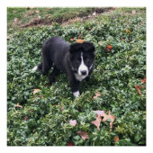 Border Collie Puppy Poster (Vorderseite)