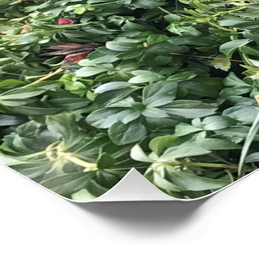 Border Collie Puppy Poster (Ecke)