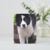 Border Collie Puppy Postkarte (Stehend Vorderseite)