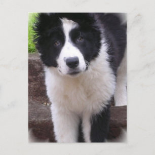 Border Collie Puppy Postkarte