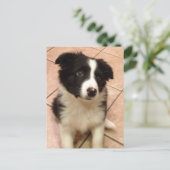Border Collie Puppy Postkarte (Stehend Vorderseite)