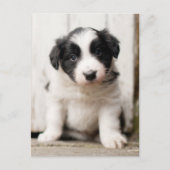 Border Collie Puppy Postkarte (Vorderseite)