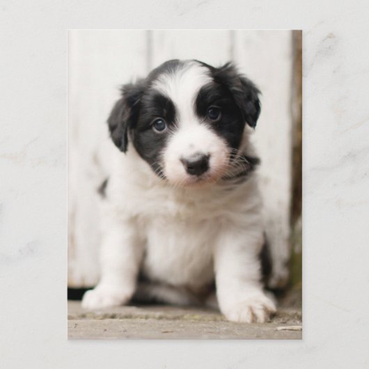 Border Collie Puppy Postkarte (Vorderseite)