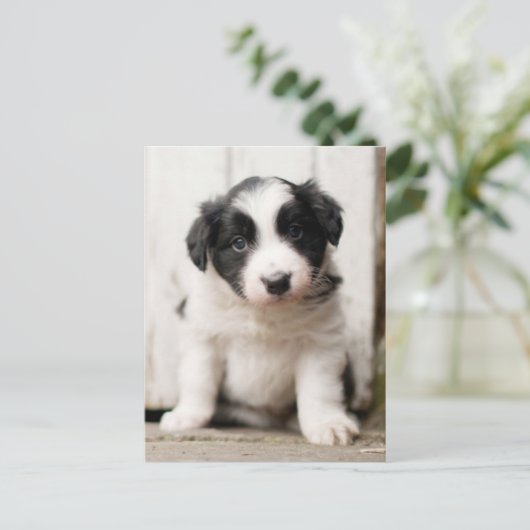 Border Collie Puppy Postkarte (Stehend Vorderseite)