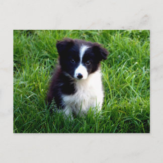 Border Collie Puppy Postkarte