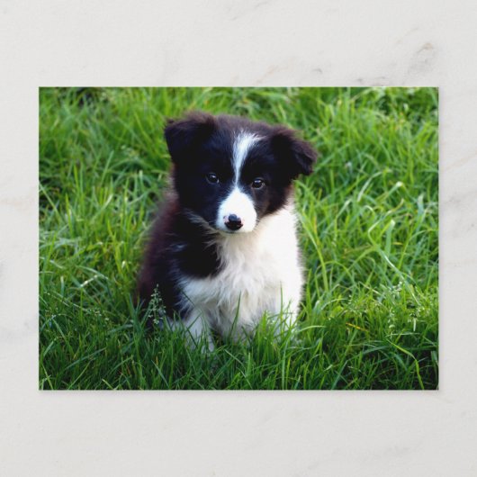 Border Collie Puppy Postkarte (Vorderseite)