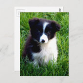 Border Collie Puppy Postkarte (Vorne/Hinten)