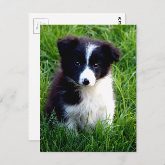 Border Collie Puppy Postkarte (Vorne/Hinten)