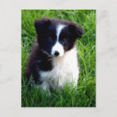 Border Collie Puppy Postkarte (Vorderseite)