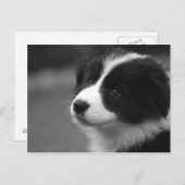 Border Collie Puppy Postkarte (Vorne/Hinten)