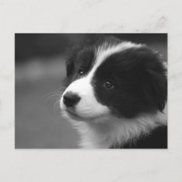 Border Collie Puppy Postkarte