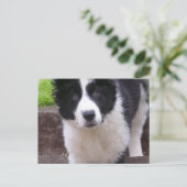 Border Collie Puppy Postkarte (Stehend Vorderseite)