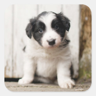 Border Collie Puppy Quadratischer Aufkleber