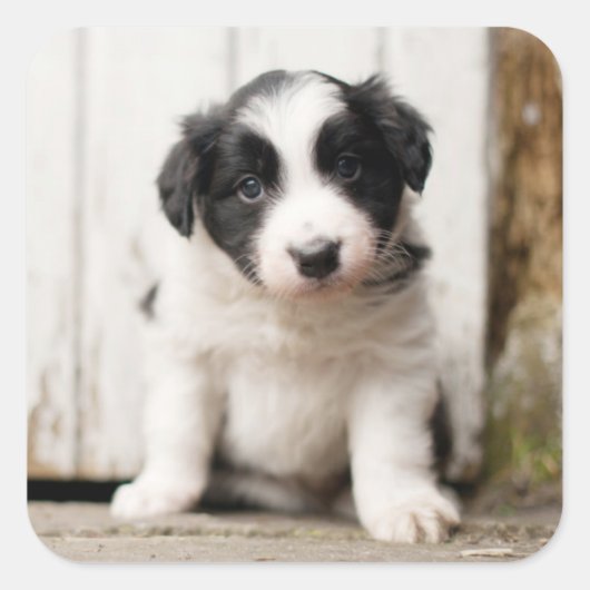 Border Collie Puppy Quadratischer Aufkleber (Vorderseite)