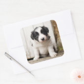 Border Collie Puppy Quadratischer Aufkleber (Umschlag)